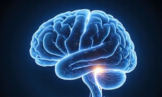 Cognitive Health Product Category
